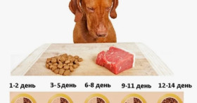 Когда переводить щенка на корм