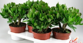 Денежное дерево фен шуй – талисман богатства и удачи