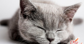 Кошки: беременность и роды домашних животных