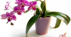 Миссия выполнима: выращивание орхидей в домашних условиях