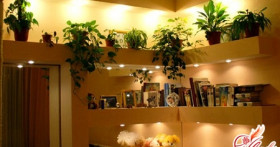 Ампельные растения в интерьере квартиры: поднимаемся вверх!