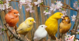 Канарейка – уход “по правилам”