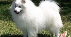 Японский шпиц для совремнной дамы с собачкой