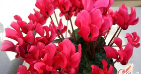 Как вырастить цикламен из семян?