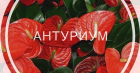 Что делать, если на листьях антуриума появились пятна