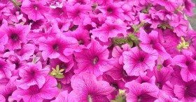 Когда сеять петунию на рассаду в 2019 году по лунному календарю