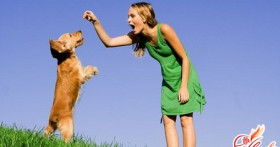Дрессировка собак – для чего и как тренировать своего питомца?