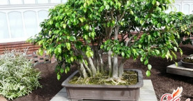 Как размножить фикус Бенджамина