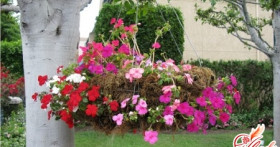 Цветочные водопады и живая изгородь: создаем ампели