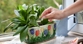 Вредители комнатных растений – разновидности и методы борьбы