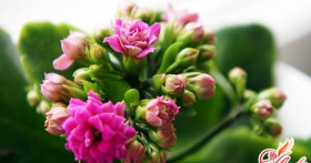 Болезни каланхоэ и меры борьбы с ними