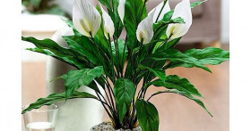 Как выращивать цветок Спатифиллум (Женское счастье)