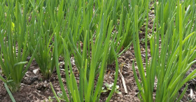 Что лучше всего сажать после лука на следующий год