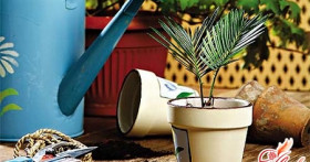 Забота о зеленых питомцах: пересадка комнатных растений