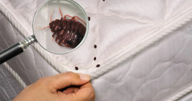 Избавиться от постельных клопов: эффективные методы и профилактика