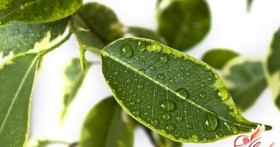 Почему сохнет фикус: советы по выращиванию растения