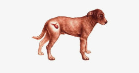 Здоровье мочевого пузыря домашних питомцев: признаки цистита и современные методы его лечения