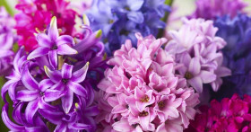 Уход за гиацинтами в домашних условиях