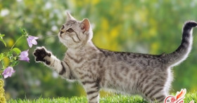 Чем кормить кастрированного кота: особенности составления рациона