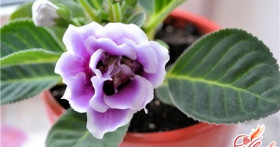 Глоксиния из семян и клубней: особенности выращивания