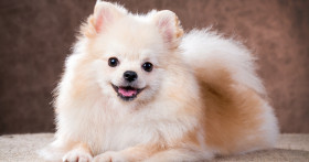 Какой бывает линька у померанских шпицев: следим за шерстью любимца