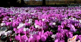 Цикламен: болезни и вредители