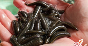 Эффективность лечения пиявками при варикозном расширении вен