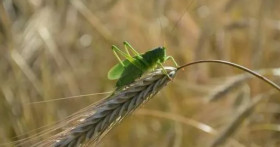Вечерний треск кузнечиков предвещает хорошую погоду
