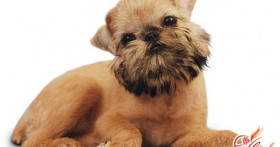 Грифон – собака с «моторчиком»