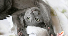 Кошки лечат людей. Это нонсенс или прописная истина?