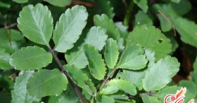 Полезная настойка каланхоэ при варикозе