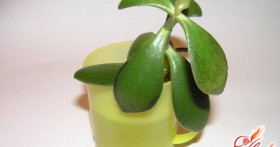 Почему опадают листья у денежного дерева?