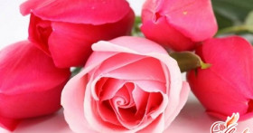 Королевы цветочного мира – розы: лучшие сорта