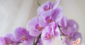 Орхидея комнатная: многообразие видов и их особенности
