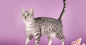 Египетская Мау – кошка фараонов