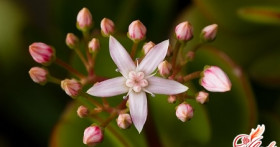 Денежное дерево: размножение несколькими способами