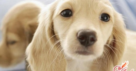 Цистит у собак, или Как пережить эту неприятность