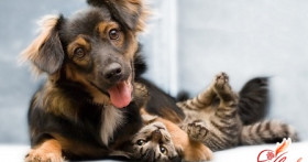 Собаки и кошки: уход, кормление, воспитание