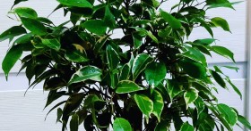 Почему фикус сбрасывает листья и как этого избежать