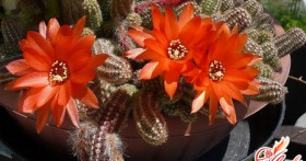 Кактусы: уход в домашних условиях
