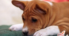 Басенджи – загадка нелающей собаки