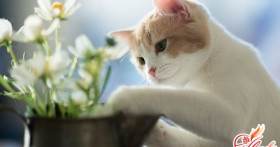 Как приучить взрослую кошку к лотку?