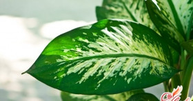 Диффенбахия сохнет: боремся с проблемой