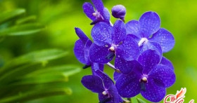 Как спасти орхидею при загнивании корней