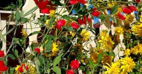 Многолетний душистый горошек- яркий цветник на вашем балконе!