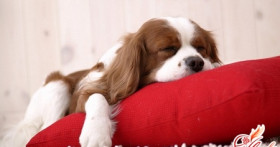 Москва, дети и ветеринарные клиники