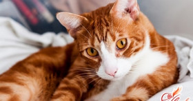 Как чистить зубы кошке? И зачем это нужно?