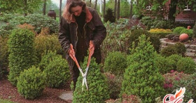Живая изгородь: кустарники и деревья в ландшафтном дизайне