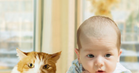 Как полностью избавиться от запаха мочи на диване