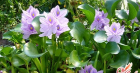 Водный гиацинт, или Орхидея в вашем пруду